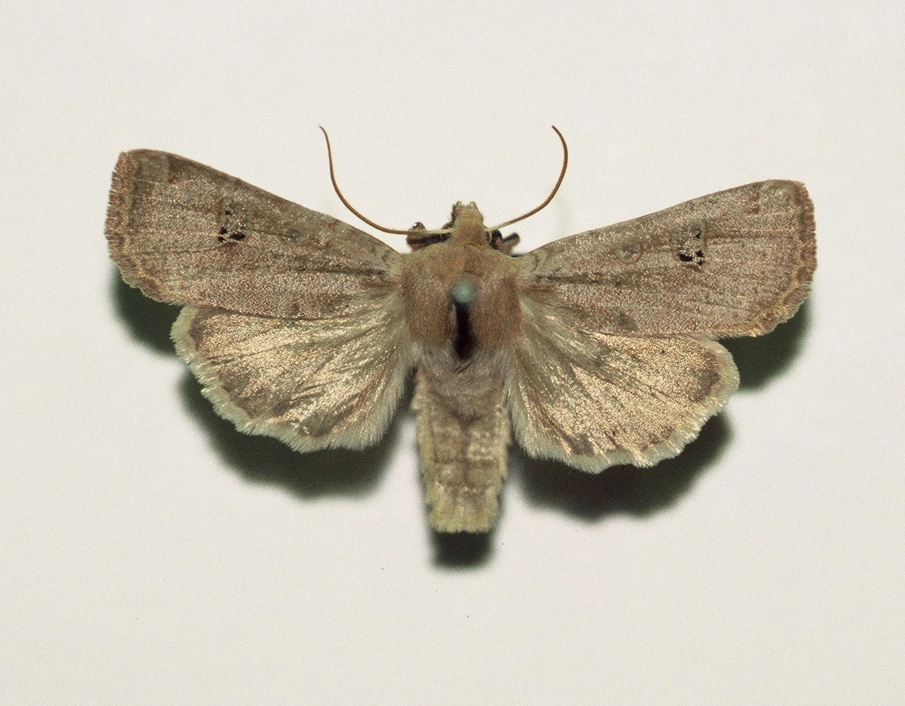 roodkopwinteruil Conistra erythrocephala, Han KS, coll. Naturalis, Leiden, F1000026.JPG